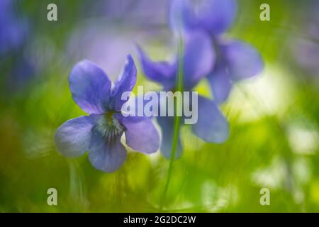 Wilde Veilchen in der Natur. Nahaufnahme von gewöhnlichem Violett. Weichfokus. Natur Hintergrund. Süßes Violett. Gewöhnliches Violett oder Gartenviolett Stockfoto