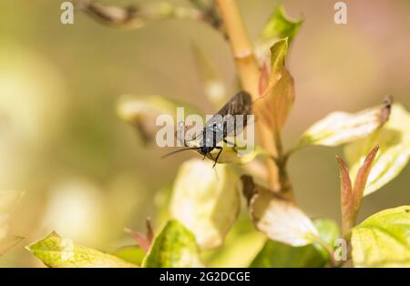 Erle fliegen (Sialis sp) Stockfoto