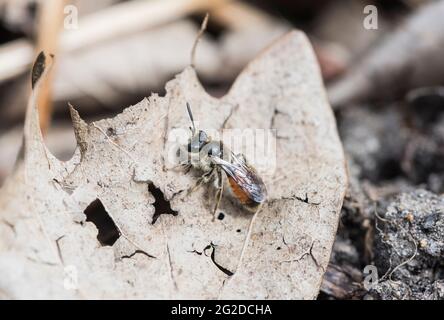 Rotgürtelbiene (Andrena labiata) Stockfoto