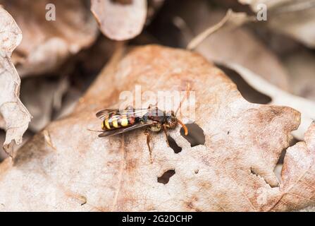 Ruhende, aromatische Nomadenbiene (Nomada flava) Stockfoto