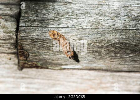 Lila Haarsträhne (Quercusia quercus) Raupe Stockfoto