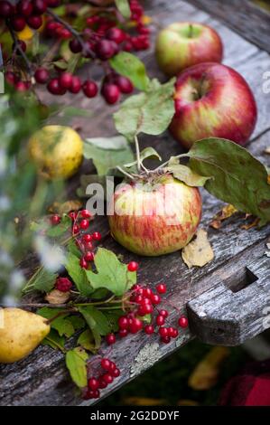 Herbsternte mit Äpfeln, Birnen und Viburnum auf einer rustikalen Holzplanke Stockfoto