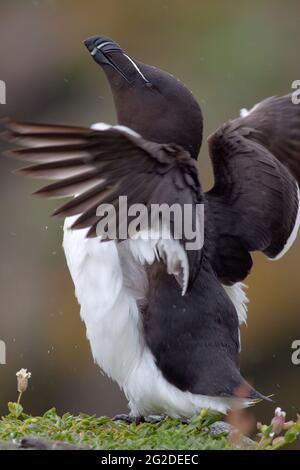 Razorbill (Alca torda) in der Brutkolonie auf den Treshnish Isles, Argyl & Bute, Schottland, Großbritannien Stockfoto