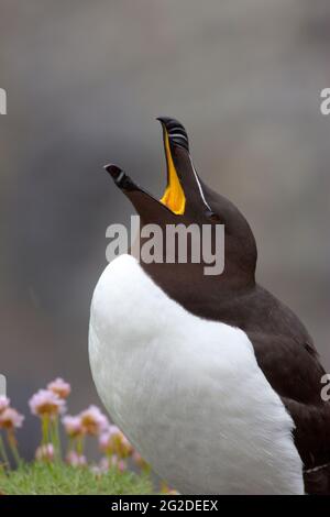 Razorbill (Alca torda) in der Brutkolonie auf den Treshnish Isles, Argyl & Bute, Schottland, Großbritannien Stockfoto