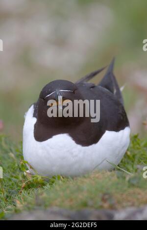 Razorbill (Alca torda) in der Brutkolonie auf den Treshnish Isles, Argyl & Bute, Schottland, Großbritannien Stockfoto