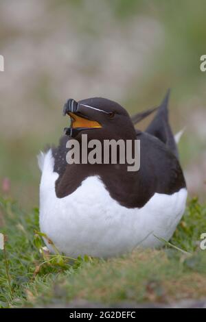 Razorbill (Alca torda) in der Brutkolonie auf den Treshnish Isles, Argyl & Bute, Schottland, Großbritannien Stockfoto