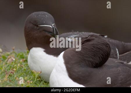 Razorbill (Alca torda) in der Brutkolonie auf den Treshnish Isles, Argyl & Bute, Schottland, Großbritannien Stockfoto