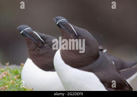 Razorbill (Alca torda) in der Brutkolonie auf den Treshnish Isles, Argyl & Bute, Schottland, Großbritannien Stockfoto