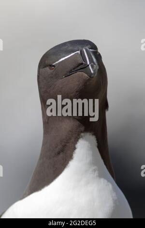 Razorbill (Alca torda) in der Brutkolonie auf den Treshnish Isles, Argyl & Bute, Schottland, Großbritannien Stockfoto