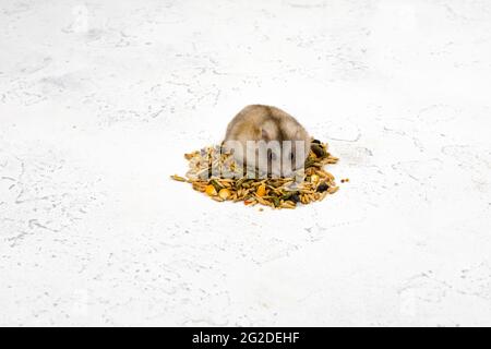 Ein flauschiger Ingwerhamster sitzt auf einem Haufen Nahrung und sieht aus. Konzept der Tierfütterung. Platz für eine Inschrift. Stockfoto