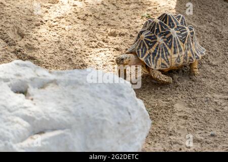 Indische Sternschildkröte (Geochelone elegans) läuft hinter einem Felsen in Indien, Pakistan oder Sri Lanka. Stockfoto