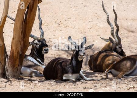 Eine Gruppe von Schwarzböcken (Antilope cervicapra) oder indischen Antilopen, die unter einem Baum sitzen. Stockfoto