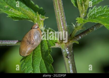 Bernsteinschnecke Succinea putris, luftatmende Landschnecke, die sich auf Blatt der gewöhnlichen Brennnessel/Brennnessel ernährt (Urtica dioica) Stockfoto