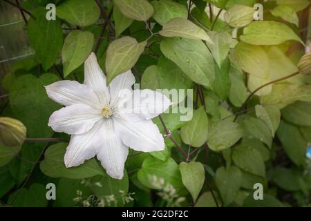 Schöne weiße Clematis Blumen im Garten Stockfoto