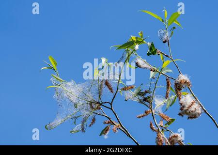 Weiße Weide (Salix alba) mit Blättern und weiblichen Kätzchen, die Samen hervorbringen, die im Frühjahr in weiße Daunen/Flusen eingebettet sind Stockfoto