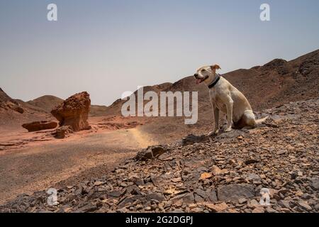 Ein Haushund im Timna Valley Desert Park, Israel, bekannt für einzigartige Felsformationen. Stockfoto