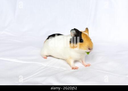 Rothaarig mit weißen Flecken Meerschweinchen auf einem weißen Wandhintergrund. Stockfoto