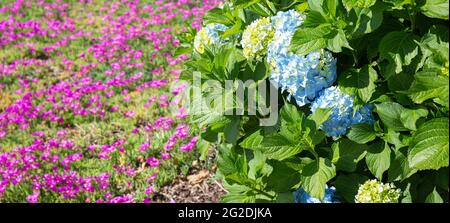 Blaue Hydrangea und rosa Lampranthus Blüten im Hintergrund. Bunte Gartenarbeit Hintergrund Stockfoto