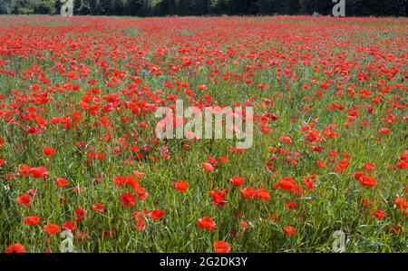 Feld mit rot blühenden Mohnblumen in Tulln, Österreich Stockfoto