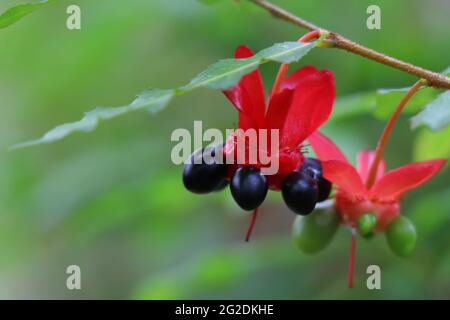 Ochna serrulata (allgemein bekannt als das kleinblättrige Flugzeug, Karneval ochna, Vogelaugenbusch, Mickey-Maus-Pflanze oder Mickey-Maus-Busch Stockfoto