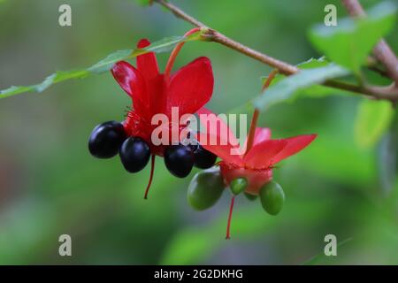 Ochna serrulata (allgemein bekannt als das kleinblättrige Flugzeug, Karneval ochna, Vogelaugenbusch, Mickey-Maus-Pflanze oder Mickey-Maus-Busch Stockfoto