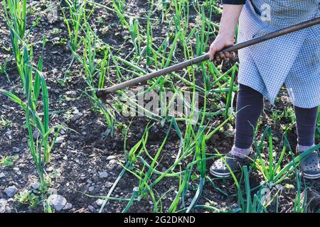 Ältere Frau, die im Zwiebelgarten arbeitet. Landwirtschaftliches Konzept. Stockfoto