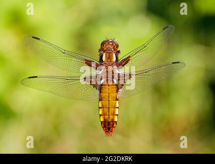 Nahaufnahme einer Libelle, einer weiblichen, breitkörperigen Verfolgerin Stockfoto