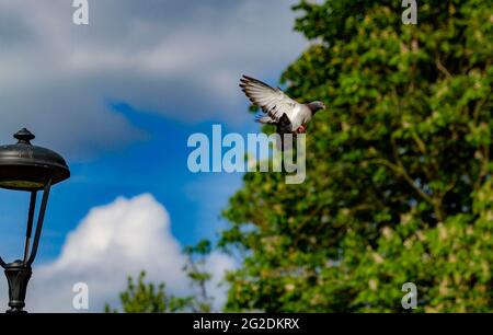 Taube am Walsall Arboretum Stockfoto