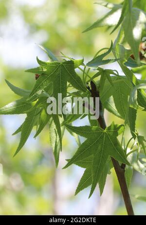 Zweige mit grünen Blättern von Liquidambar styraciflua. AMERIKANISCHES SÜSSGUMMI Stockfoto