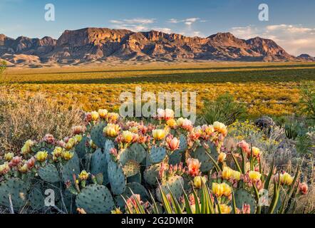 Blühender Kaktus aus Kaktus mit Kaktus aus Kaktus, Chisos Mountains in der Ferne, bei Sonnenuntergang, Paint Gap Area, Big Bend National Park, Texas, USA Stockfoto