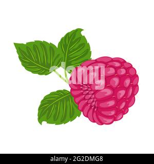 Frische reife rote Himbeeren mit grünen Blättern auf weißem Hintergrund in Nahaufnahme. Bio-Garten oder Waldbeere. Süßes natürliches Dessert. Für Logo, Emblem Stock Vektor