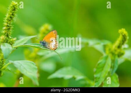 Seitenansicht Nahaufnahme eines Heidelbeer-Schmetterlings, Coenonympha arcania, im Gras ruhend. Selektiver Fokus und grüner Hintergrund Stockfoto