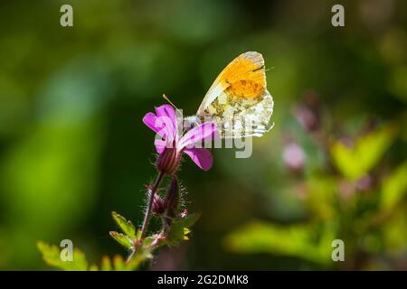 Anthocharis cardamine Orange Spitze männliche Schmetterling Fütterung auf rosa Blume Geranium robertianum. Stockfoto