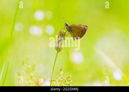 Schmuddelig skipper Erynnis tages Schmetterling Bestäubung in Lila blühenden Lavendel Blumen. Stockfoto