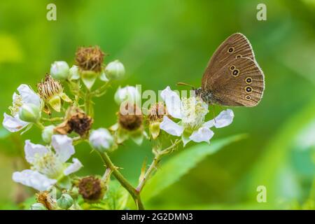 Nahaufnahme eines Ringel-Schmetterlings Aphantopus hyperantus, der auf einer Wiese ruht Stockfoto