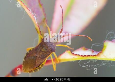 Nahaufnahme eines Insekts aus der Schnecke, Dolycoris baccarum, kriechend unter Sonnenlicht in der Vegetation. Stockfoto