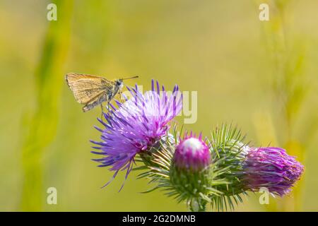 Nahaufnahme eines großen skipper Ochlodes sylvanus Schmetterling auf lila Distel Blumen trinken Nektar. Stockfoto