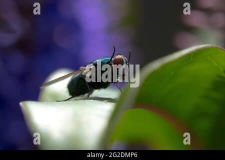 Nahaufnahme einer gemeinsamen grünen Flasche fliegen Lucilia sericata Insekt Auf einem Blatt ruhen Stockfoto