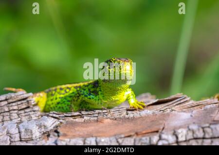 Sandeidechse, Lacerta agilis, grünes Männchen. In der Sonne erhitzen, auf Holz im Wald ruhen Stockfoto