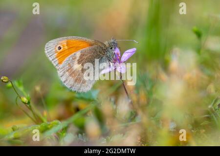 Nahaufnahme eines kleinen Heideschmetterlings, Coenonympha pamphilus, der im Sonnenlicht im Gras mit geschlossenen Flügeln ruht Stockfoto