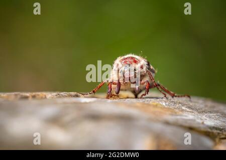 Nahaufnahme eines Waldschachackers, melolontha hippocastani, foraginging auf einem hölzernen Baumstamm Stockfoto