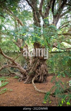 Die Fortingall-Eibe in Fortingall, Glen Lyon, Perthshire, Schottland, Großbritannien Stockfoto