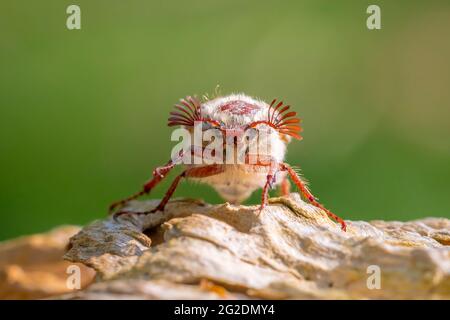 Nahaufnahme eines Waldschachackers, melolontha hippocastani, foraginging auf einem hölzernen Baumstamm Stockfoto