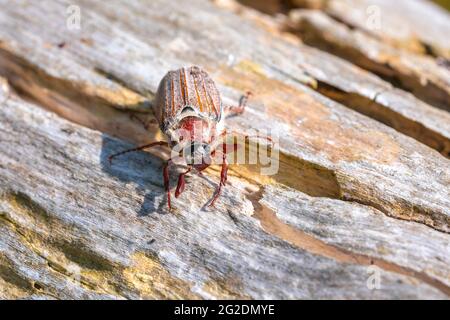 Nahaufnahme eines Waldschachackers, melolontha hippocastani, foraginging auf einem hölzernen Baumstamm Stockfoto