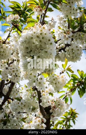 Schöne weiße Kirsche blühen an einem sonnigen Tag im Frühling Stockfoto