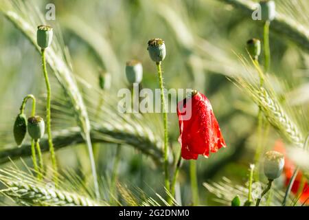 Die Blumen Mohnblumen im Weizen Stockfoto