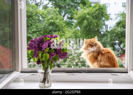 Eine flauschige rote Katze sitzt an einem offenen Fenster Stockfoto