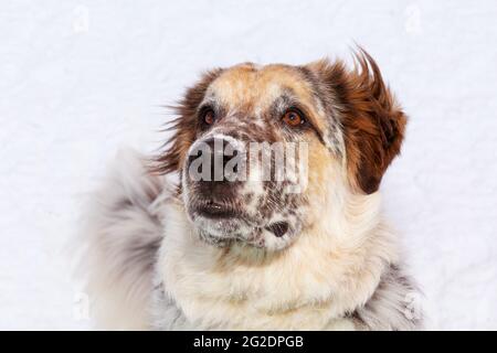 Aufmerksames, hochschauendes Großhundeporträt Stockfoto