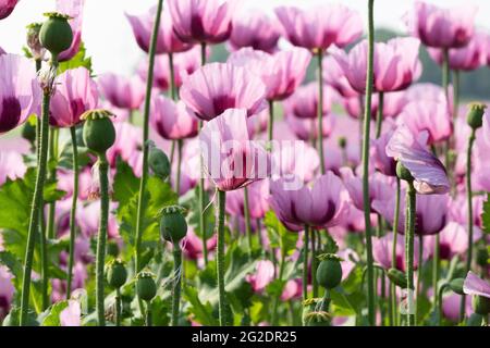 Feld mit blühenden Opiummohn-Pflanzen Stockfoto