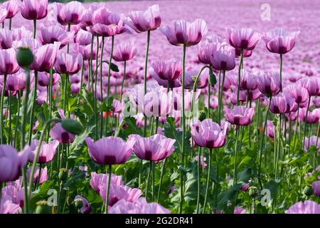 Feld mit blühenden Opiummohn-Pflanzen Stockfoto